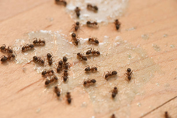 Reliable Heber, UT Pest Control Solutions