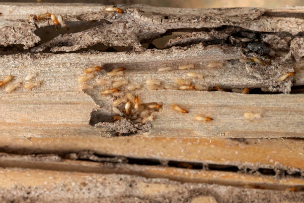 Best Wasp Removal Services  in Heber, UT